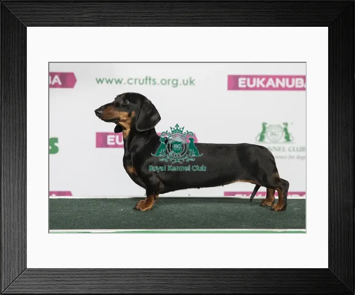 Framed Print : Best of Breed Winner Dachshund (Miniature Smooth Haired) Framed Print : Best of Breed Winner Dachshund (Miniature Smooth Haired)