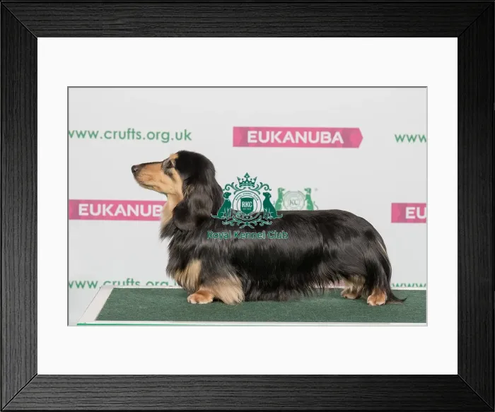 Framed Print : Best of Breed Winner DACHSHUND (MINIATURE LONG HAIRED) Framed Print : Best of Breed Winner DACHSHUND (MINIATURE LONG HAIRED)