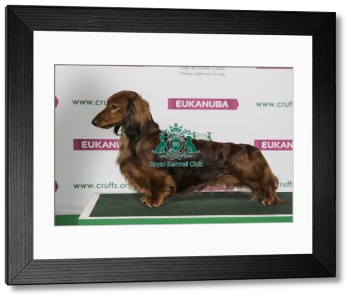 Framed Print : Best of Breed Winner DACHSHUND (LONG HAIRED) Framed Print : Best of Breed Winner DACHSHUND (LONG HAIRED)