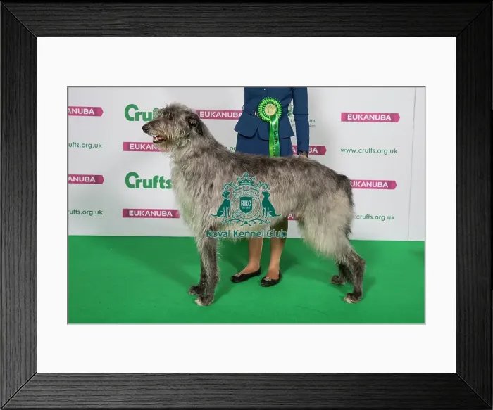 Framed Print : Best of Breed Winner DEERHOUND