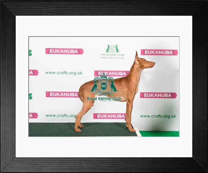 Framed Print : Best of Breed Winner CIRNECO DELL ETNA Framed Print : Best of Breed Winner CIRNECO DELL ETNA