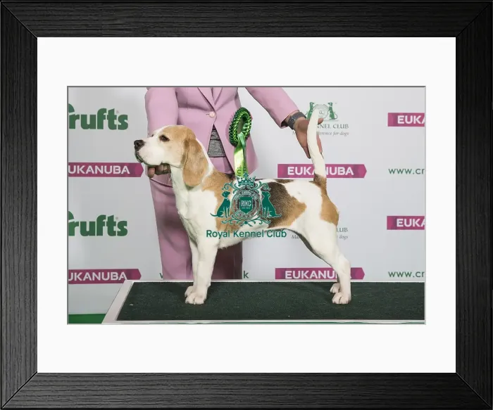 Framed Print : Best of Breed Winner BEAGLE