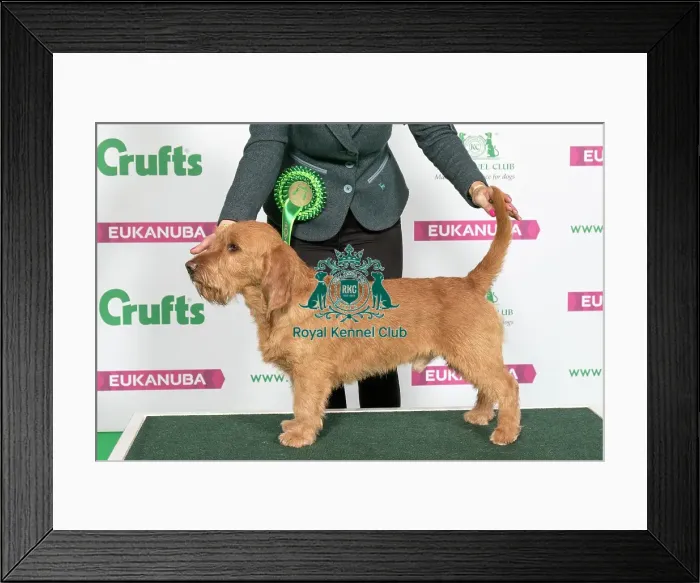 Framed Print : Best of Breed Winner BASSET FAUVE DE BRETAGNE Framed Print : Best of Breed Winner BASSET FAUVE DE BRETAGNE
