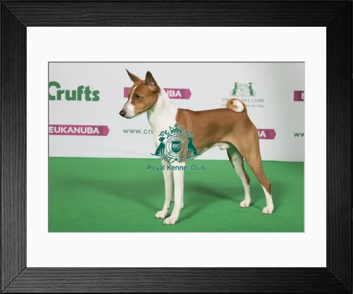 Framed Print : Best of Breed Winner BASENJI Framed Print : Best of Breed Winner BASENJI