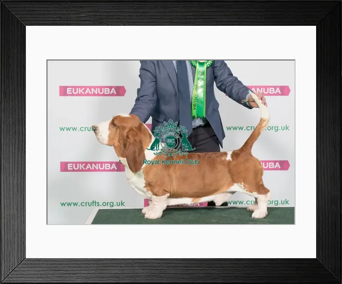 Framed Print : Best of Breed Winner BASSET HOUND Framed Print : Best of Breed Winner BASSET HOUND