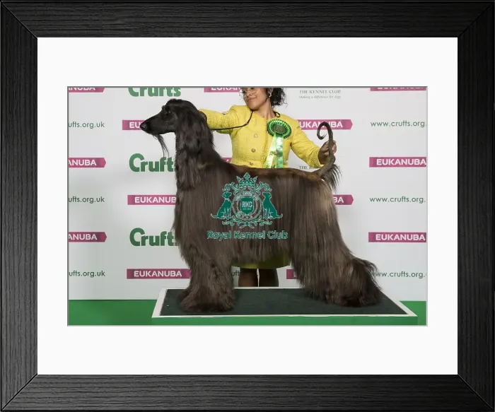 Framed Print : Best of Breed Winner AFGHAN HOUND Framed Print : Best of Breed Winner AFGHAN HOUND
