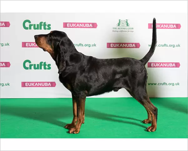 Best of Breed Winner BLACK AND TAN COONHOUND
