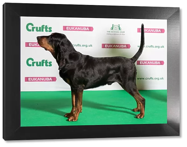 Best of Breed Winner BLACK AND TAN COONHOUND