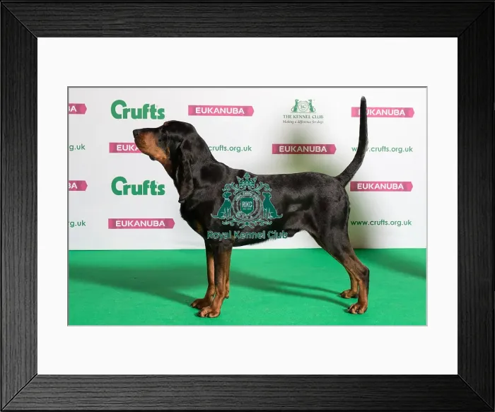Framed Print : Best of Breed Winner BLACK AND TAN COONHOUND Framed Print : Best of Breed Winner BLACK AND TAN COONHOUND