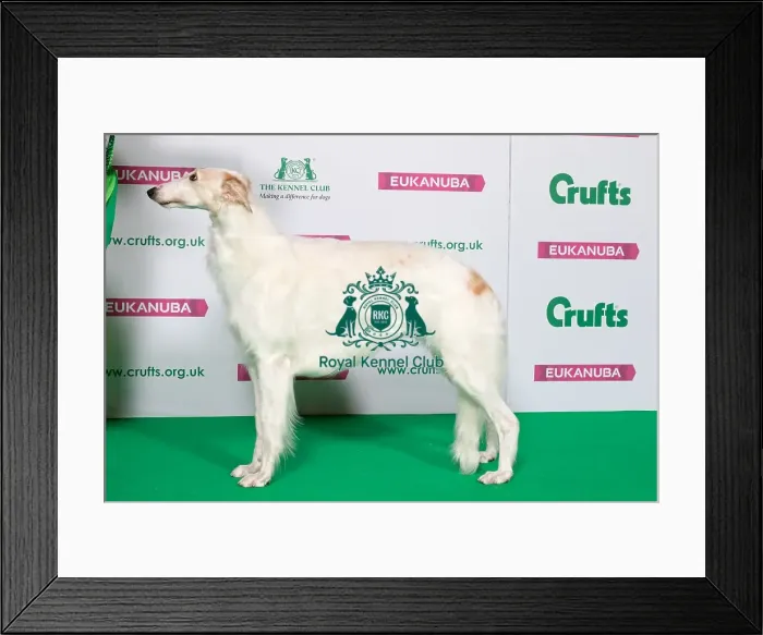 Framed Print : Best of Breed Winner BORZOI Framed Print : Best of Breed Winner BORZOI