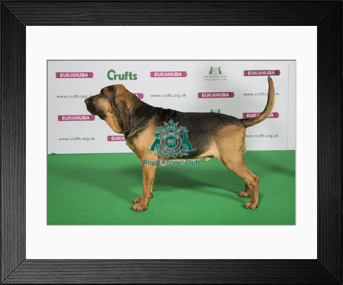 Framed Print : Best of Breed Winner BLOODHOUND Framed Print : Best of Breed Winner BLOODHOUND