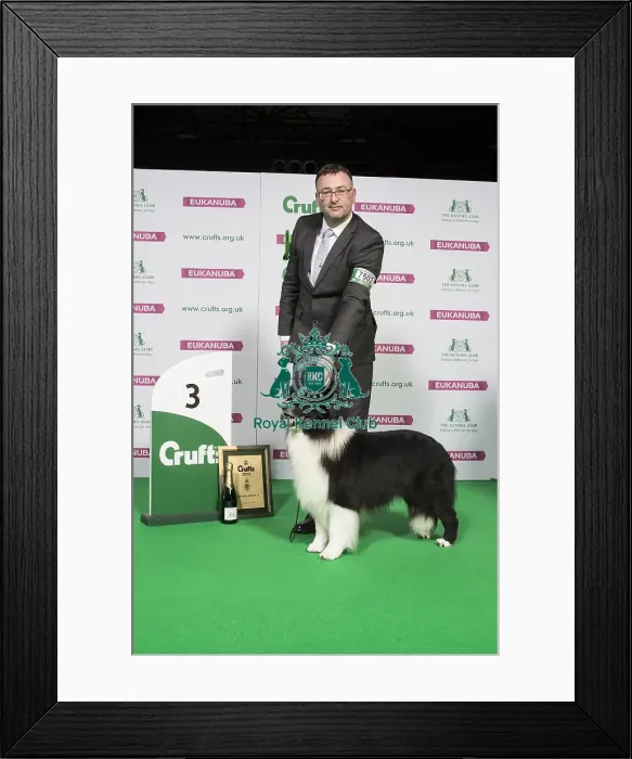 Framed Print : Pastoral Group Winner 3rd place BORDER COLLIE Framed Print : Pastoral Group Winner 3rd place BORDER COLLIE