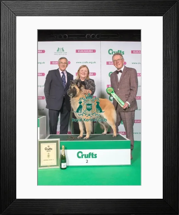 Framed Print : Pastoral Group Winner 2nd place BELGIAN SHEPHERD DOG (TERVUEREN) Framed Print : Pastoral Group Winner 2nd place BELGIAN SHEPHERD DOG (TERVUEREN)