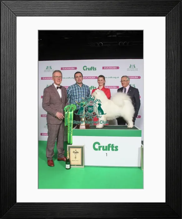 Framed Print : Pastoral Group Winner SAMOYED Framed Print : Pastoral Group Winner SAMOYED