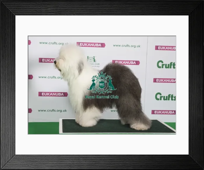 Framed Print : Best of Breed Winner OLD ENGLISH SHEEPDOG Framed Print : Best of Breed Winner OLD ENGLISH SHEEPDOG