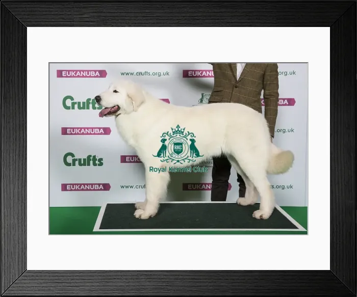 Framed Print : Best of Breed Winner MAREMMA SHEEPDOG Framed Print : Best of Breed Winner MAREMMA SHEEPDOG