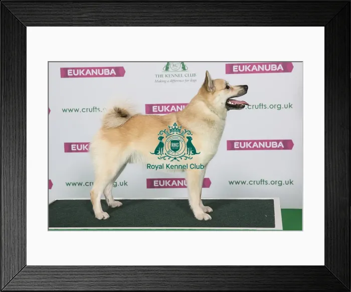 Framed Print : Best of Breed Winner NORWEGIAN BUHUND Framed Print : Best of Breed Winner NORWEGIAN BUHUND