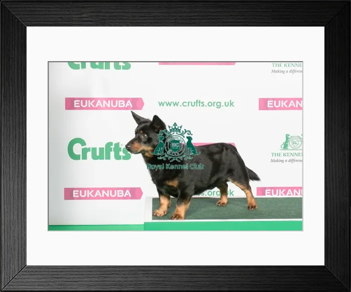 Framed Print : Best of Breed Winner LANCASHIRE HEELER Framed Print : Best of Breed Winner LANCASHIRE HEELER