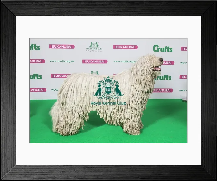 Framed Print : Best of Breed Winner KOMONDOR Framed Print : Best of Breed Winner KOMONDOR