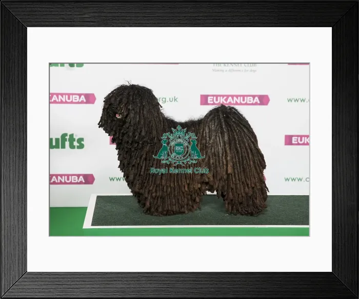 Framed Print : Best of Breed Winner HUNGARIAN PULI Framed Print : Best of Breed Winner HUNGARIAN PULI