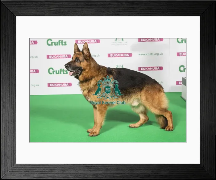 Framed Print : Best of Breed Winner GERMAN SHEPHERD DOG Framed Print : Best of Breed Winner GERMAN SHEPHERD DOG