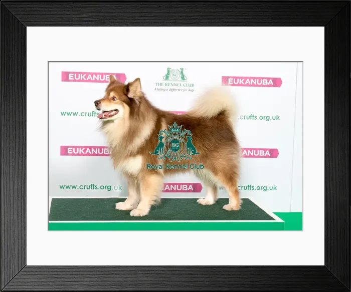Framed Print : Best of Breed Winner FINNISH LAPPHUND Framed Print : Best of Breed Winner FINNISH LAPPHUND