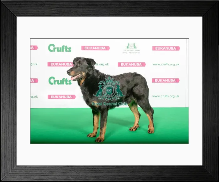 Framed Print : Best of Breed Winner BEAUCERON (IMP) Framed Print : Best of Breed Winner BEAUCERON (IMP)