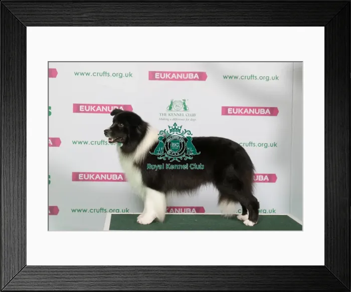 Framed Print : Best of Breed Winner BORDER COLLIE Framed Print : Best of Breed Winner BORDER COLLIE