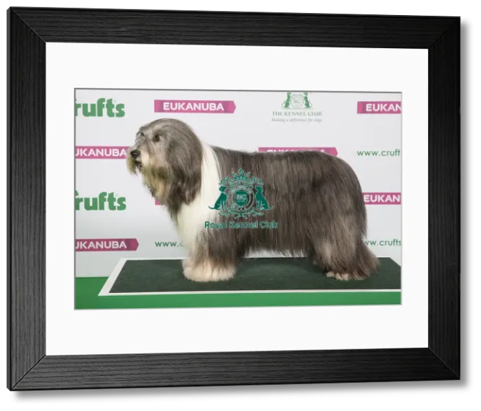 Framed Print : Best of Breed Winner BEARDED COLLIE Framed Print : Best of Breed Winner BEARDED COLLIE