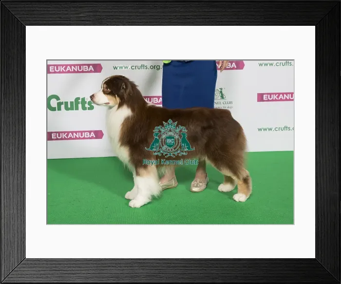 Framed Print : Best of Breed Winner AUSTRALIAN SHEPHERD Framed Print : Best of Breed Winner AUSTRALIAN SHEPHERD
