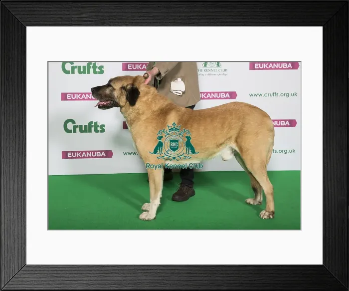Framed Print : Best of Breed Winner ANATOLIAN SHEPHERD DOG Framed Print : Best of Breed Winner ANATOLIAN SHEPHERD DOG