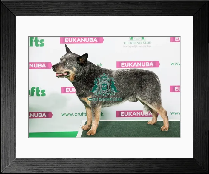 Framed Print : Best of Breed Winner AUSTRALIAN CATTLE DOG Framed Print : Best of Breed Winner AUSTRALIAN CATTLE DOG