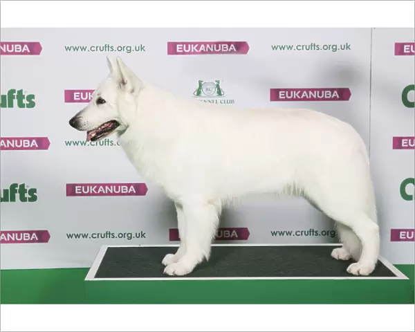 Best of Breed Winner WHITE SWISS SHEPHERD DOG