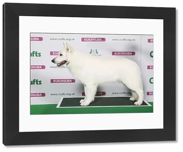 Best of Breed Winner WHITE SWISS SHEPHERD DOG