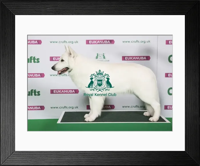 Framed Print : Best of Breed Winner WHITE SWISS SHEPHERD DOG Framed Print : Best of Breed Winner WHITE SWISS SHEPHERD DOG