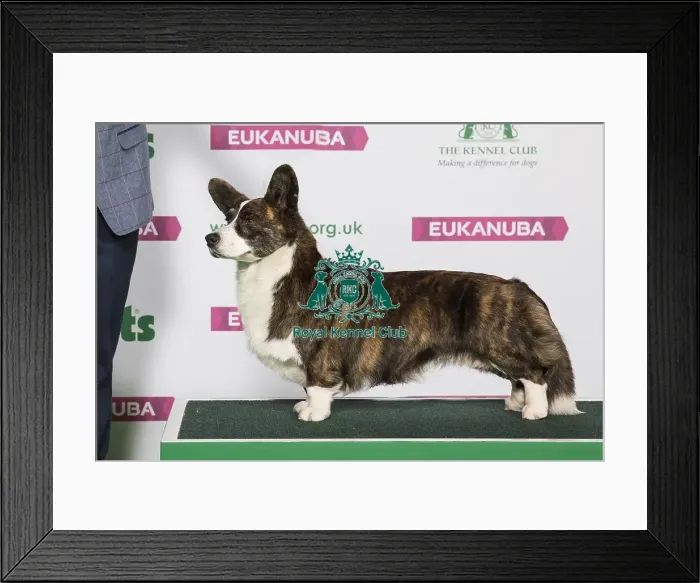Framed Print : Best of Breed Winner WELSH CORGI (CARDIGAN) Framed Print : Best of Breed Winner WELSH CORGI (CARDIGAN)