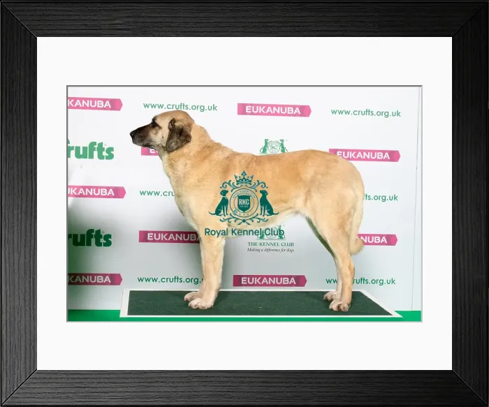 Framed Print : Best of Breed Winner TURKISH KANGAL DOG