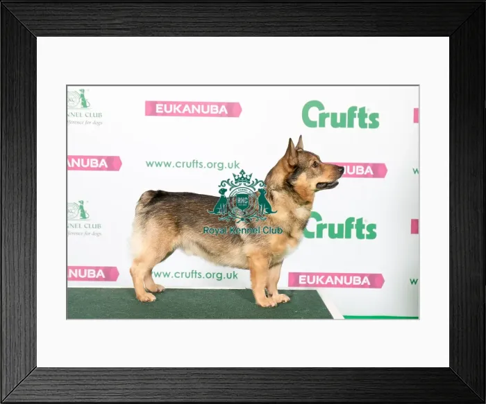 Framed Print : Best of Breed Winner SWEDISH VALLHUND Framed Print : Best of Breed Winner SWEDISH VALLHUND