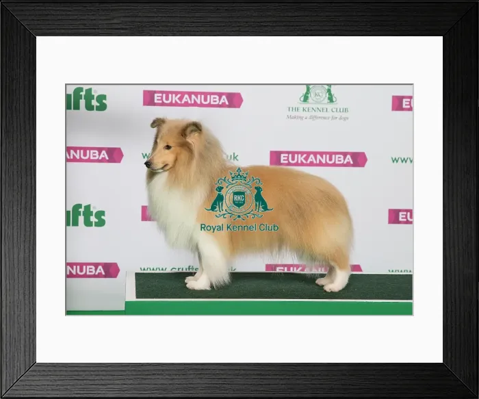 Framed Print : Best of Breed Winner SHETLAND SHEEPDOG Framed Print : Best of Breed Winner SHETLAND SHEEPDOG
