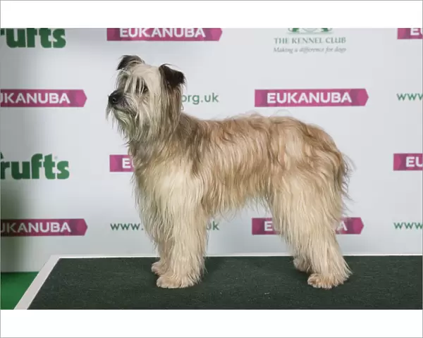 Best of Breed Winner PYRENEAN SHEEPDOG (LONG HAIRED) (NONCC)