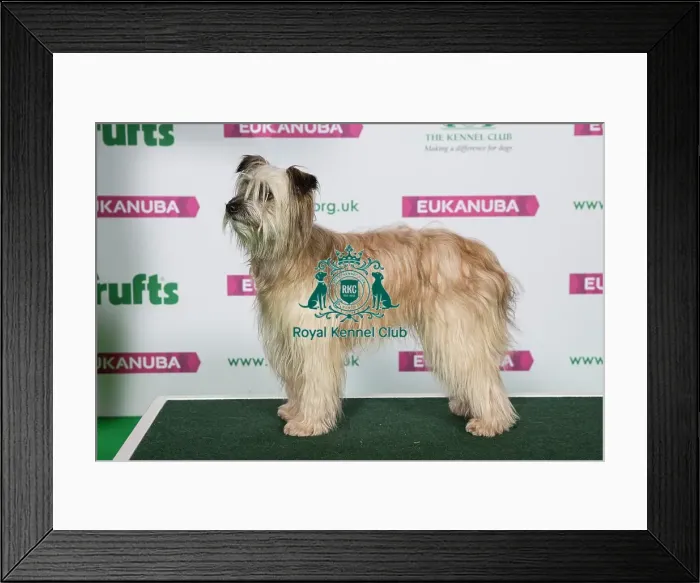 Framed Print : Best of Breed Winner PYRENEAN SHEEPDOG (LONG HAIRED) (NONCC) Framed Print : Best of Breed Winner PYRENEAN SHEEPDOG (LONG HAIRED) (NONCC)