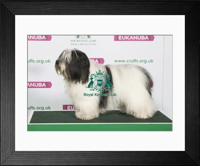 Framed Print : Best of Breed Winner POLISH LOWLAND SHEEPDOG Framed Print : Best of Breed Winner POLISH LOWLAND SHEEPDOG