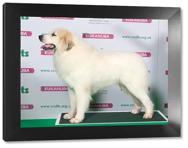 Best of Breed Winner PYRENEAN MOUNTAIN DOG