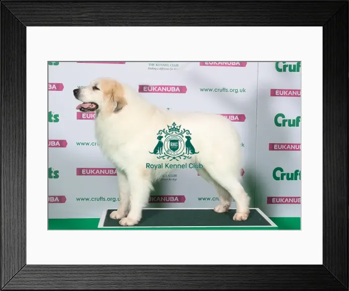 Framed Print : Best of Breed Winner PYRENEAN MOUNTAIN DOG Framed Print : Best of Breed Winner PYRENEAN MOUNTAIN DOG