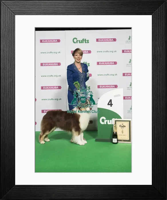 Framed Print : Pastoral Group Winner 4th place AUSTRALIAN SHEPHERD Framed Print : Pastoral Group Winner 4th place AUSTRALIAN SHEPHERD