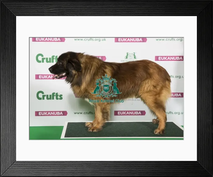 Framed Print : Best of Breed Winner ESTRELA MOUNTAIN DOG Framed Print : Best of Breed Winner ESTRELA MOUNTAIN DOG