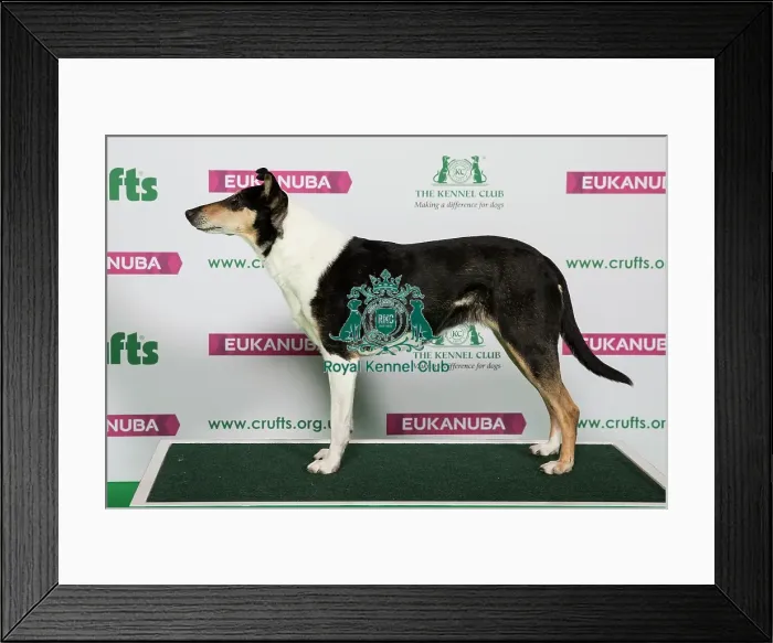 Framed Print : Best of Breed Winner COLLIE (SMOOTH) Framed Print : Best of Breed Winner COLLIE (SMOOTH)