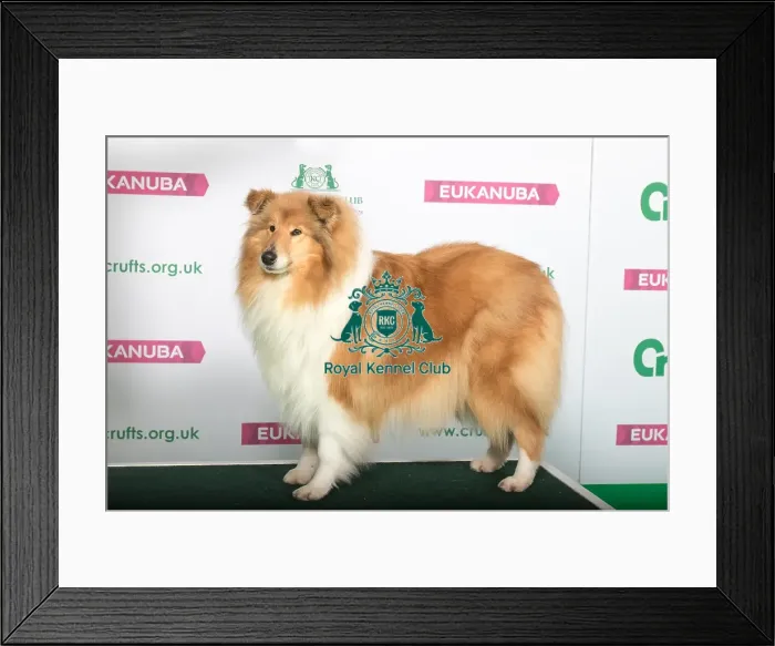 Framed Print : Best of Breed Winner COLLIE (ROUGH) Framed Print : Best of Breed Winner COLLIE (ROUGH)