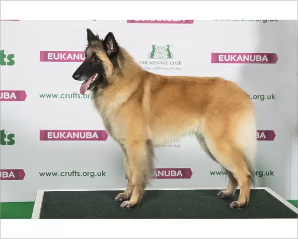 Best of Breed Winner BELGIAN SHEPHERD DOG (TERVUEREN)