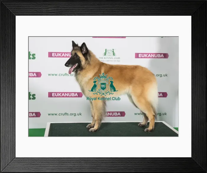 Framed Print : Best of Breed Winner BELGIAN SHEPHERD DOG (TERVUEREN) Framed Print : Best of Breed Winner BELGIAN SHEPHERD DOG (TERVUEREN)